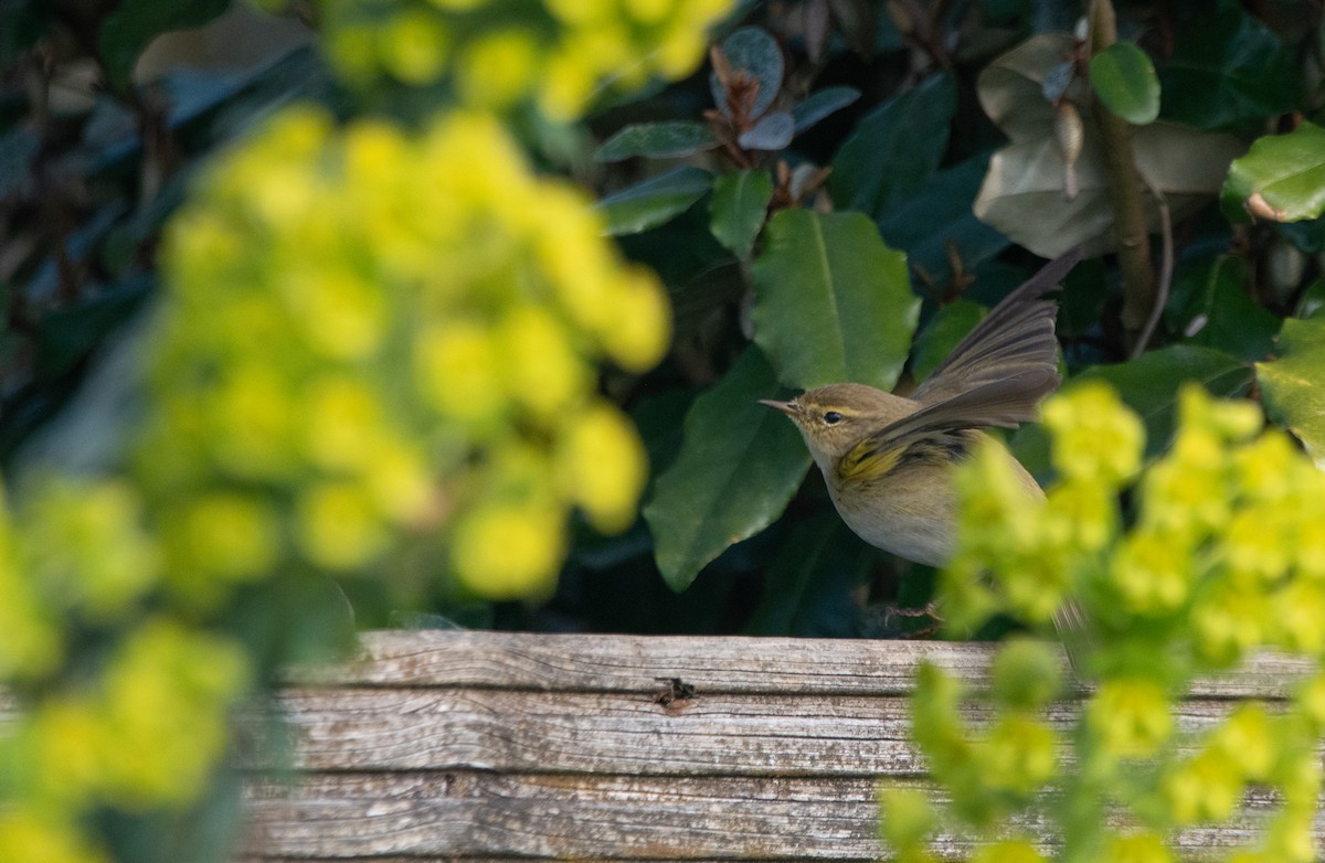 Iberian Chiffchaff - ML647131099