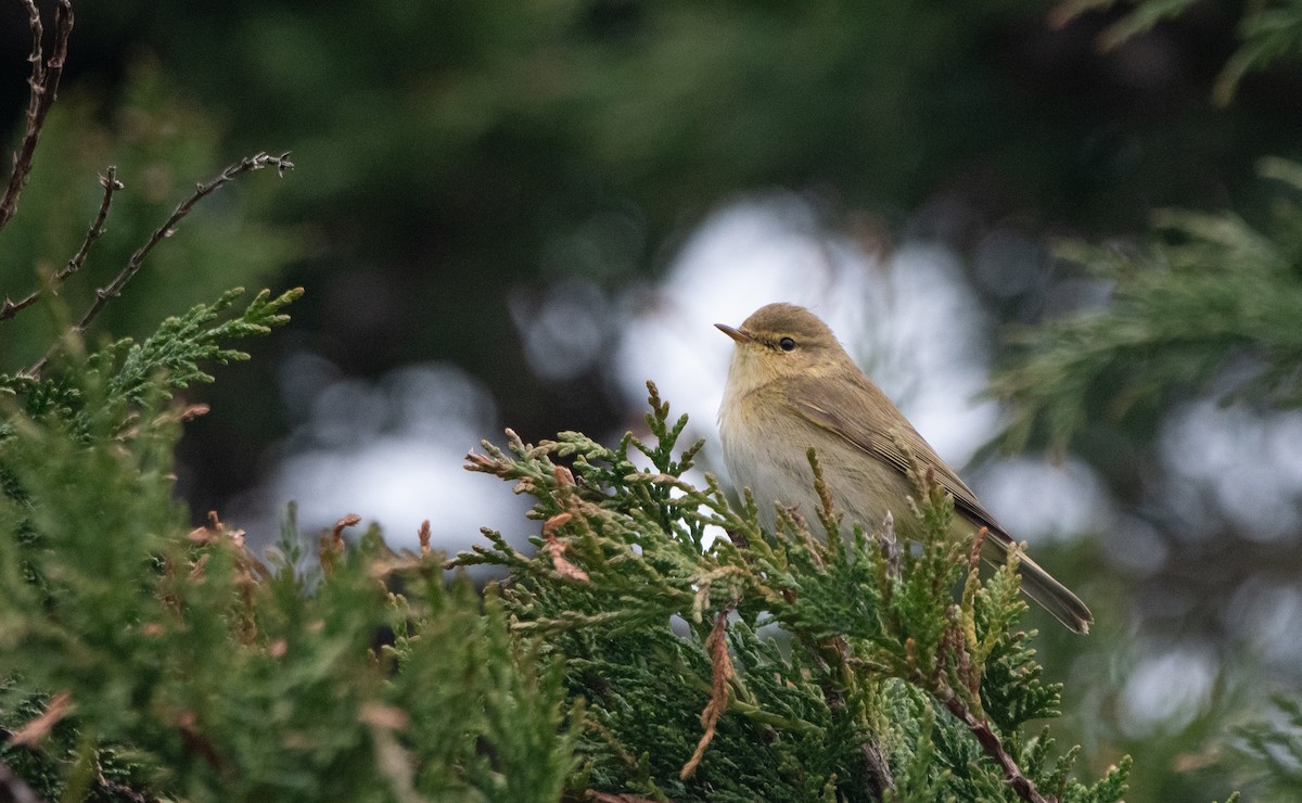 Iberian Chiffchaff - ML647131100