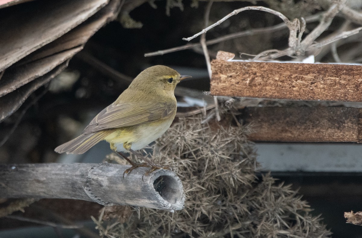 Iberian Chiffchaff - ML647131101