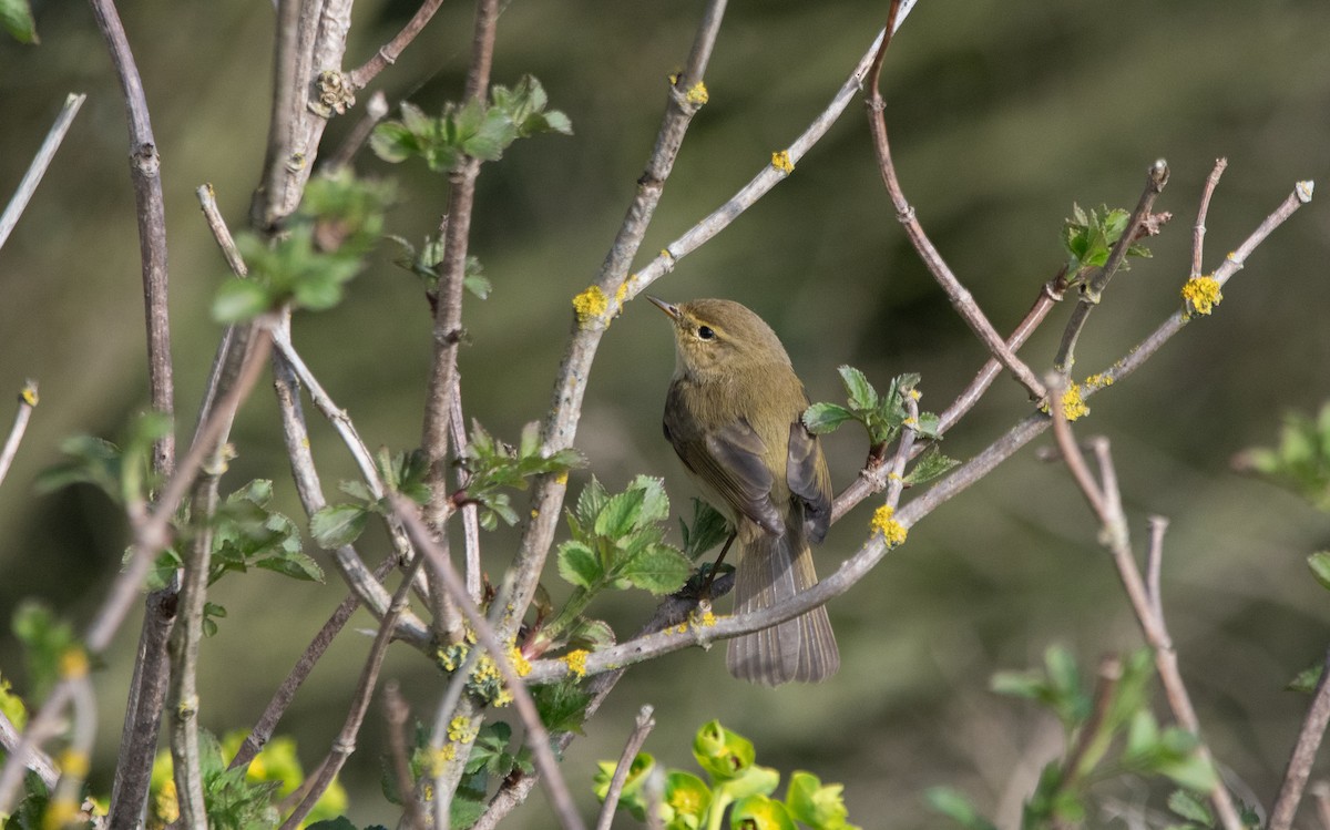 Iberian Chiffchaff - ML647131102