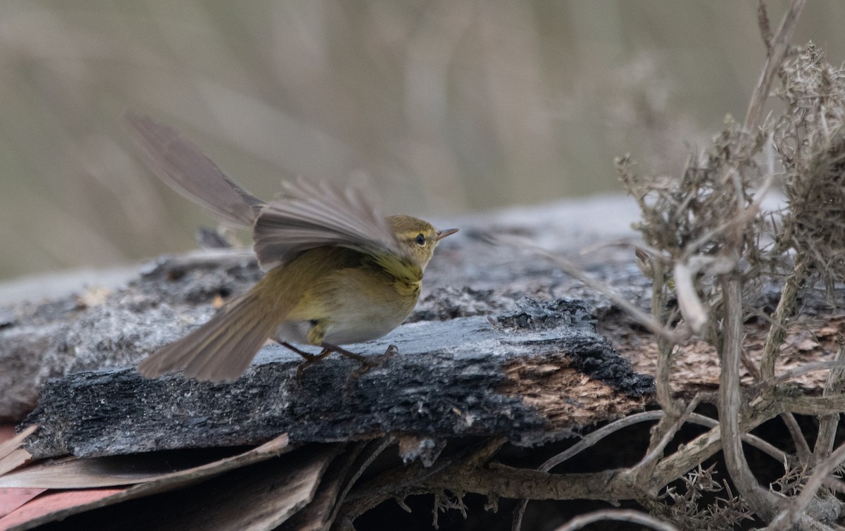 Iberian Chiffchaff - ML647131103