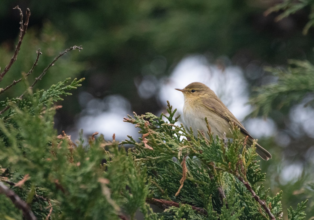Iberian Chiffchaff - ML647131104