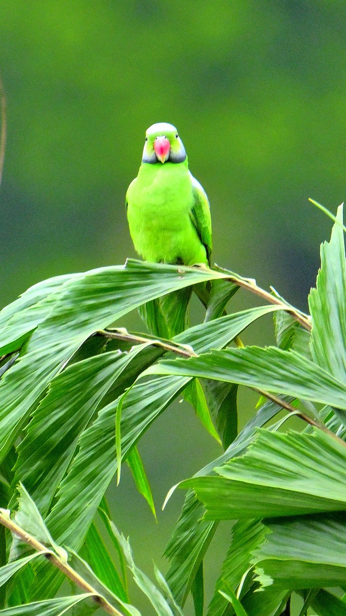 alexandr smaragdový - ML647131109