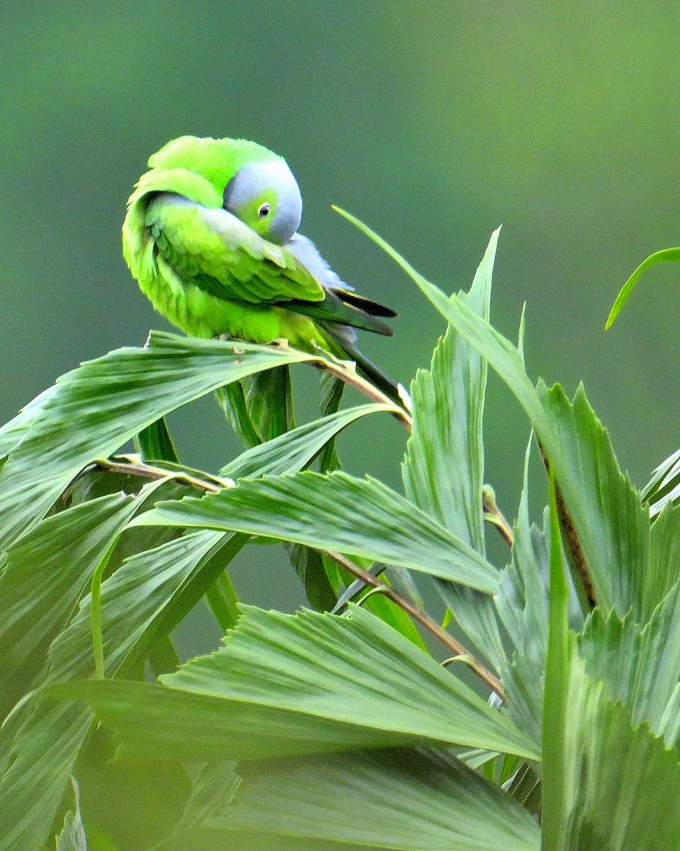 alexandr smaragdový - ML647131110