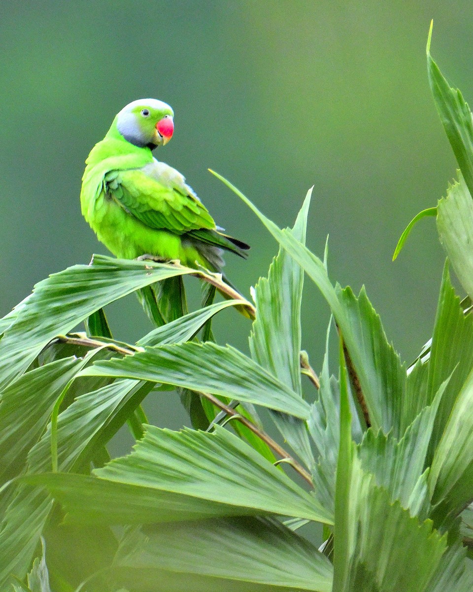 alexandr smaragdový - ML647131112