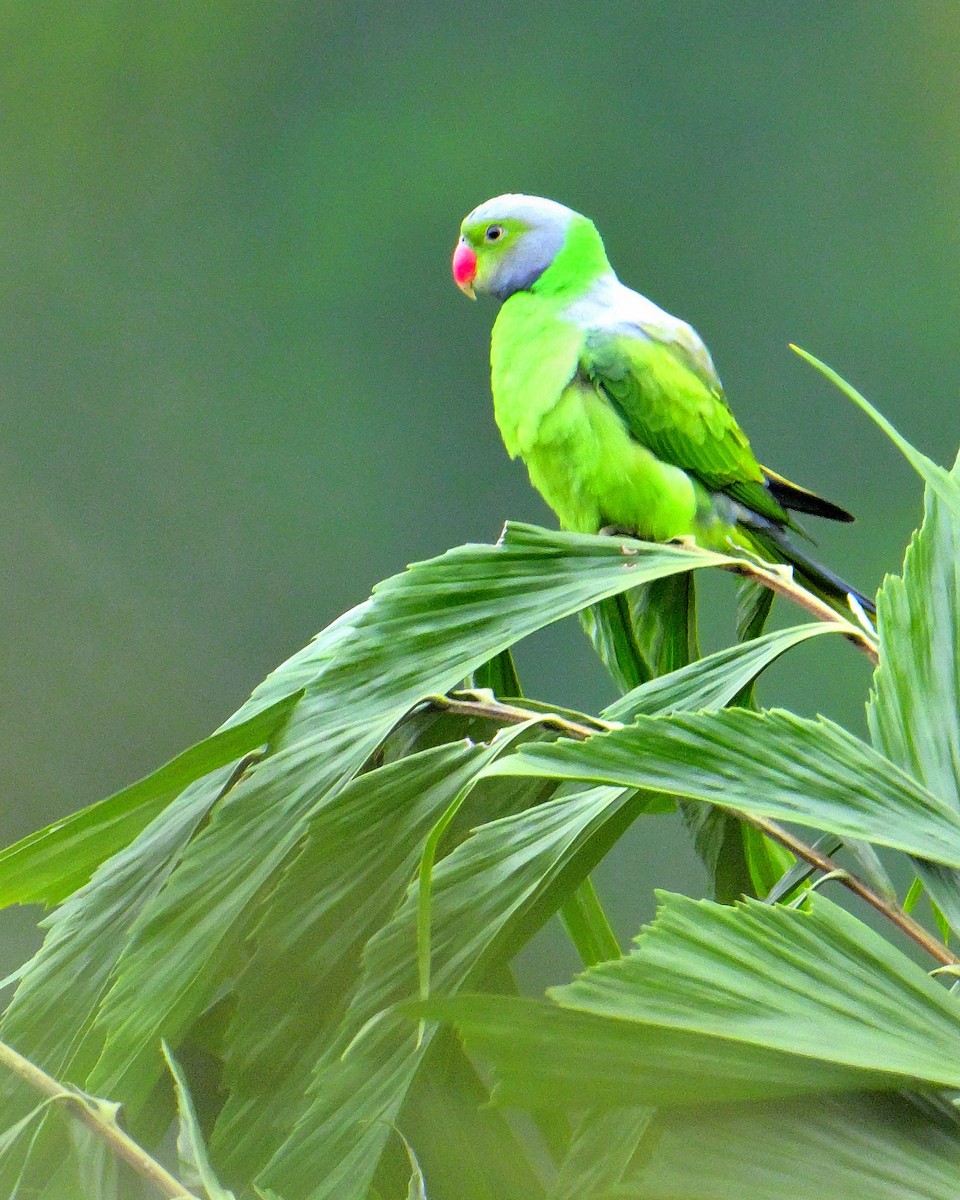 alexandr smaragdový - ML647131113