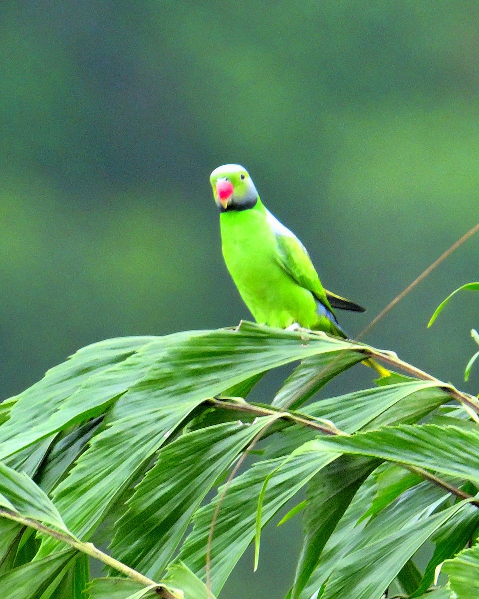 alexandr smaragdový - ML647131114