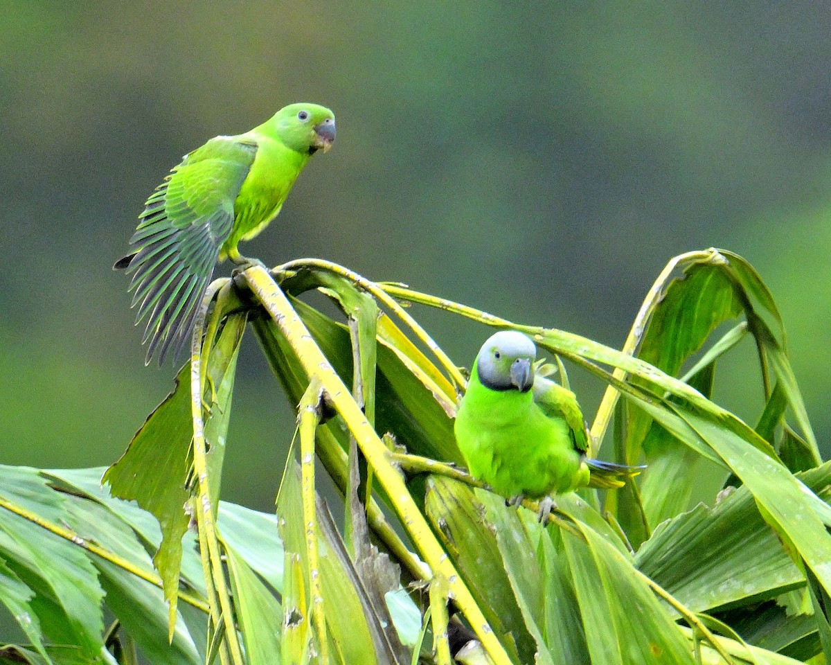 alexandr smaragdový - ML647131115