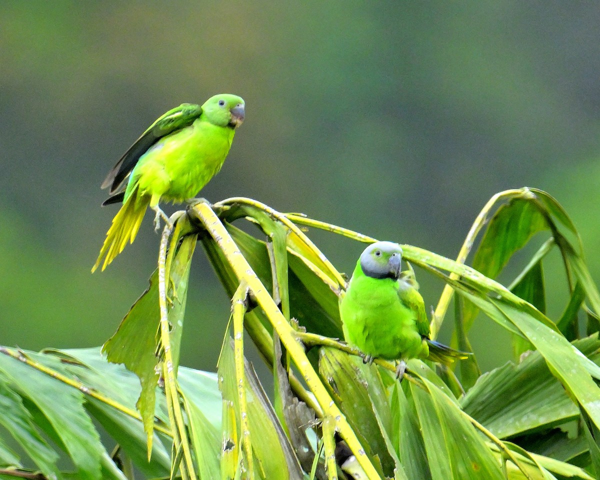 alexandr smaragdový - ML647131116