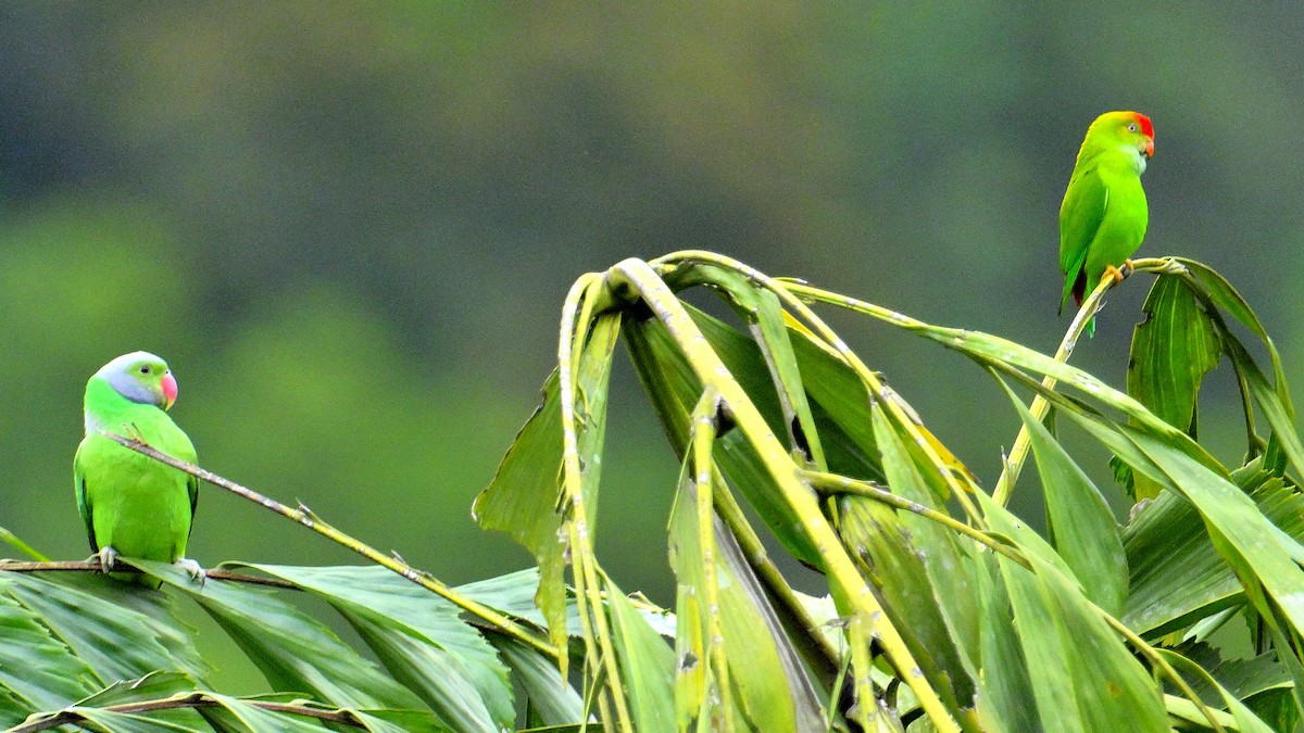 alexandr smaragdový - ML647131117