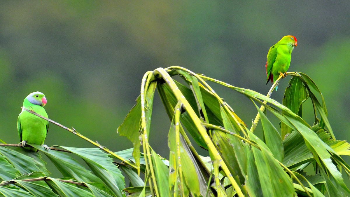 alexandr smaragdový - ML647131118