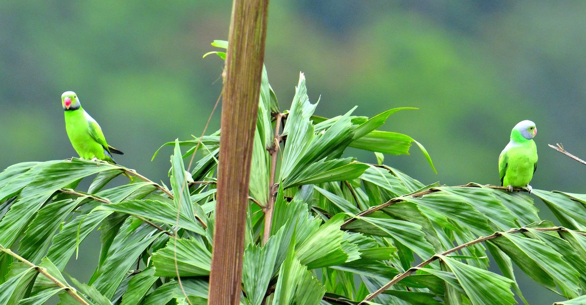 alexandr smaragdový - ML647131119