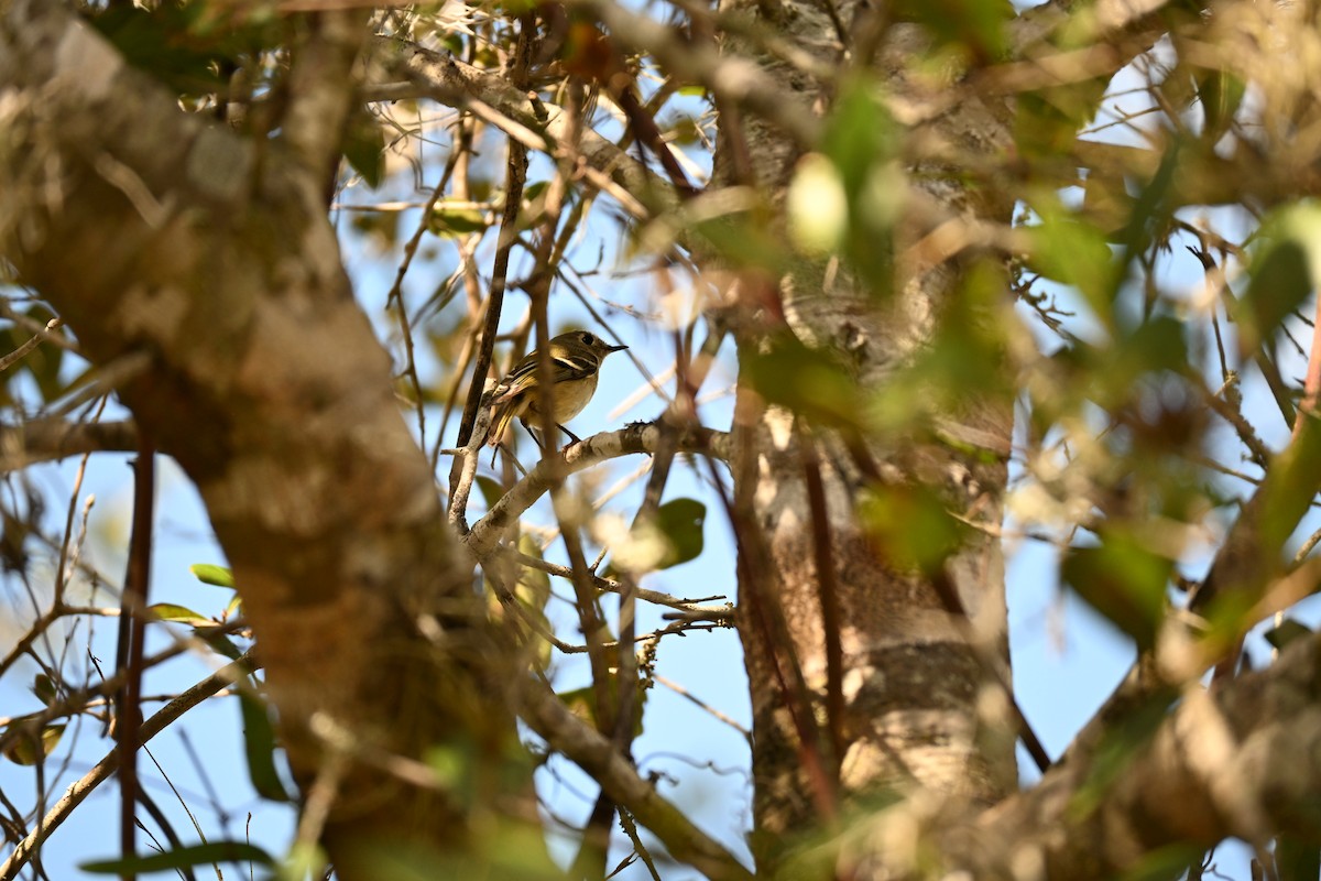 Ruby-crowned Kinglet - ML647131123