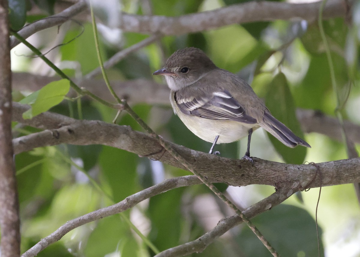 Caribbean Elaenia - ML647131126
