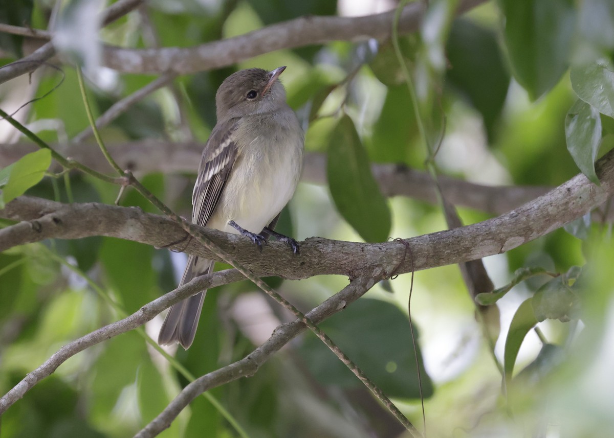 Caribbean Elaenia - ML647131127