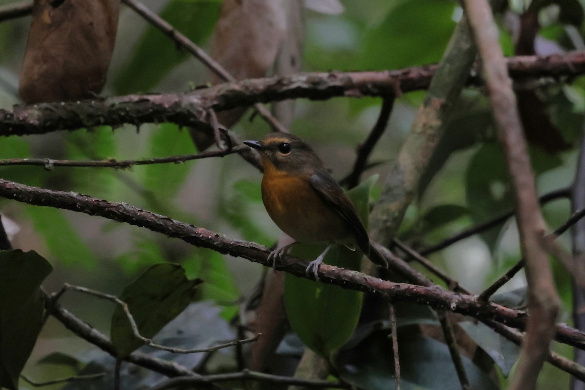 aurorafluesnapper - ML647131129