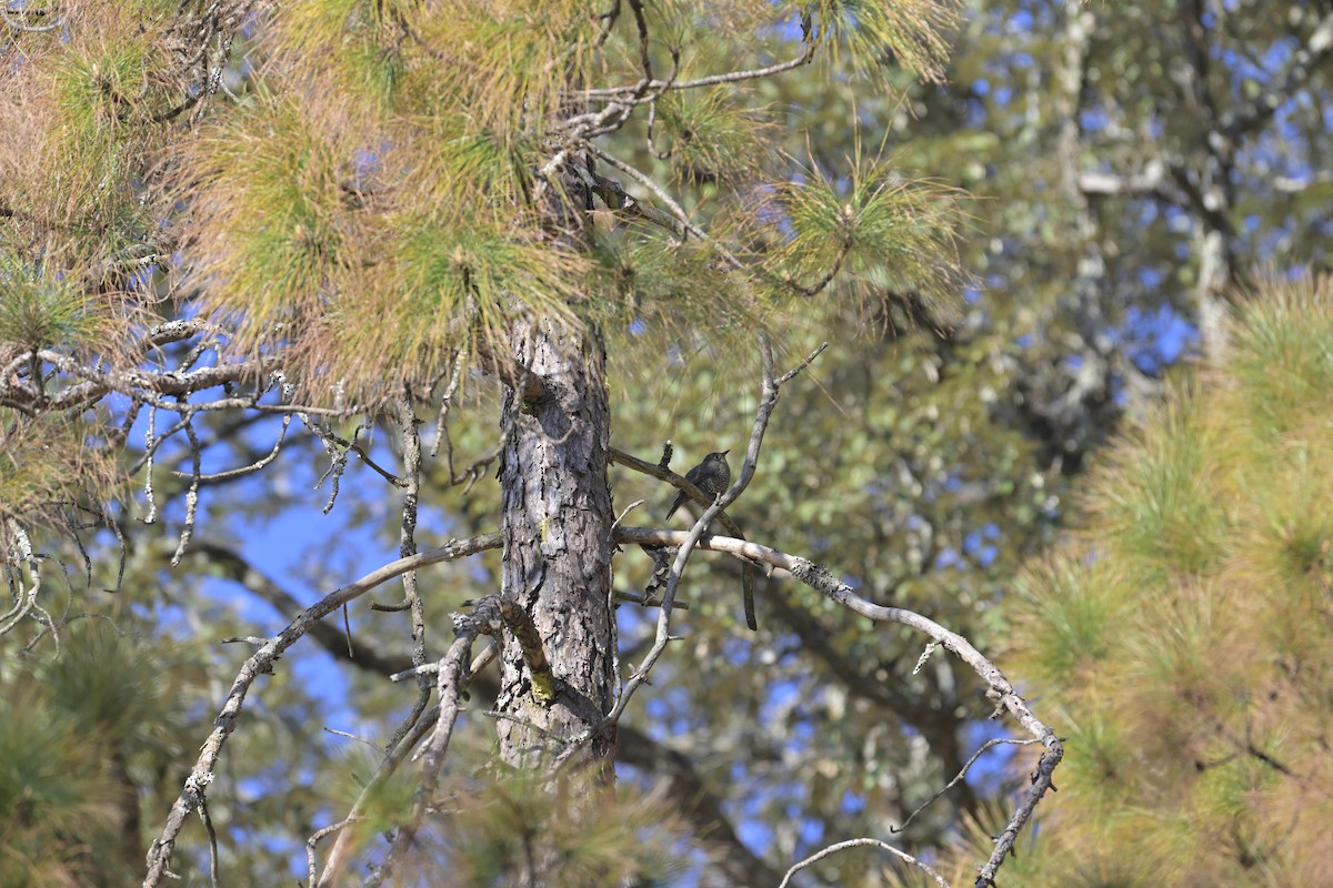 Chestnut-bellied Rock-Thrush - ML647131134