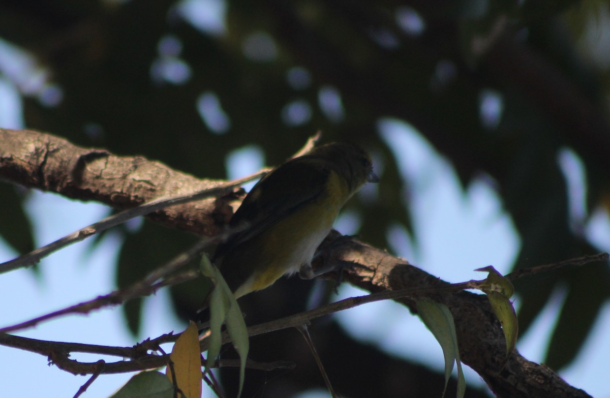 Purple-throated Euphonia - ML647131135