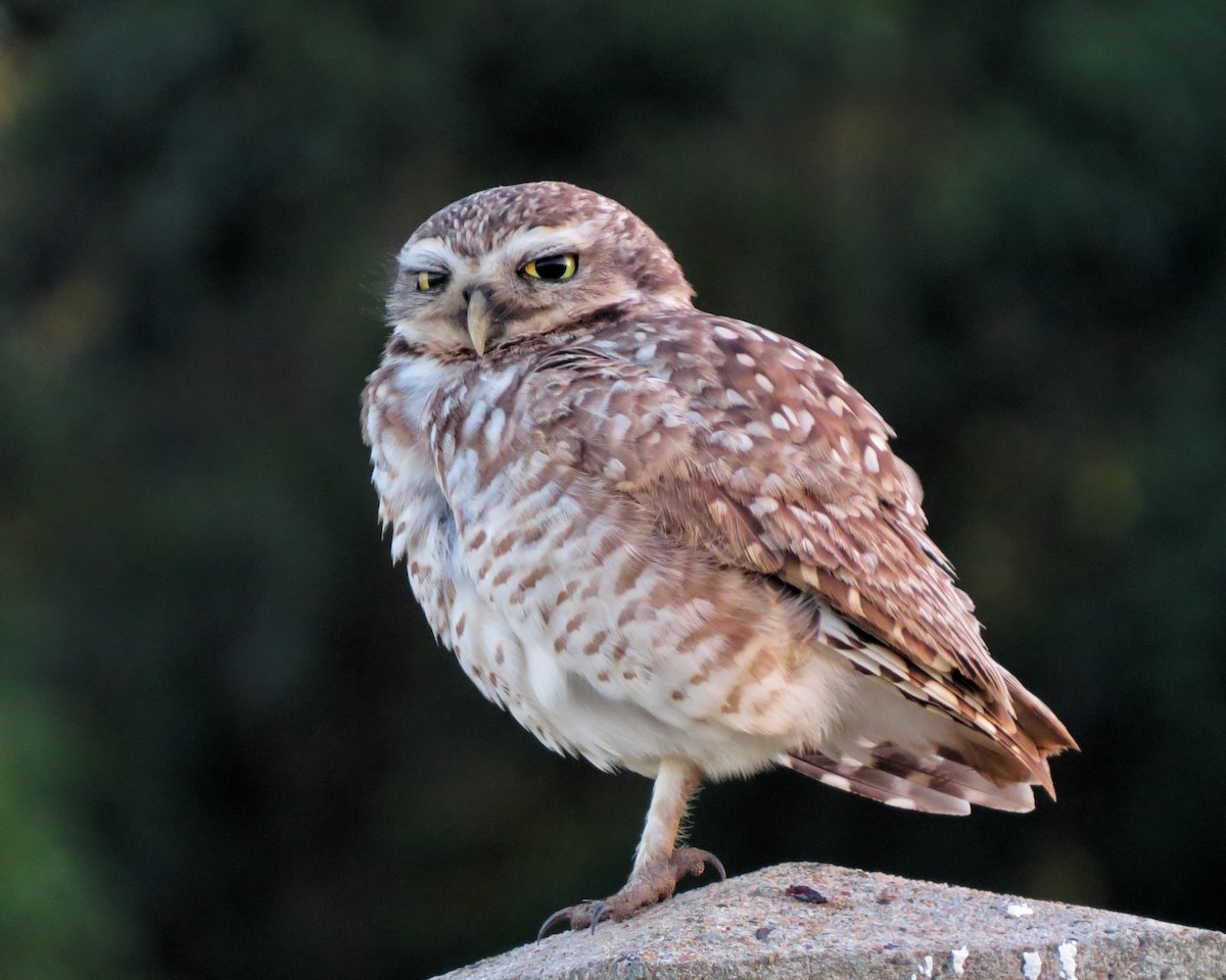 Burrowing Owl (Southern) - ML647131136