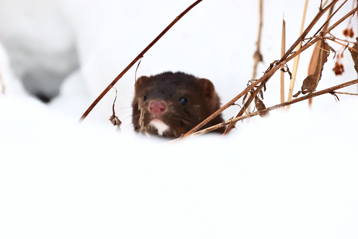 Amerika Sansarı - ML647131138