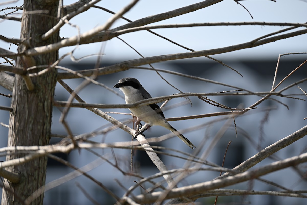 Loggerhead Shrike - ML647131141