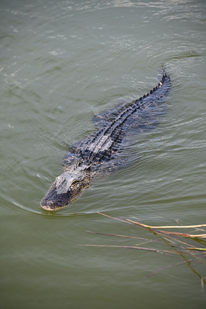 美國短吻鱷 - ML647131155