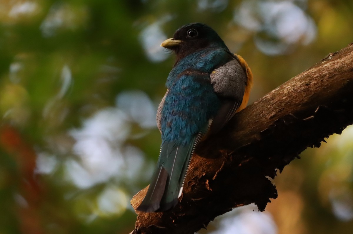 Atlantic Black-throated Trogon - ML647131156