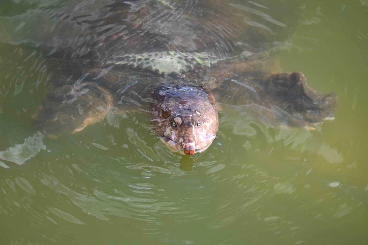 珍珠鱉 - ML647131168