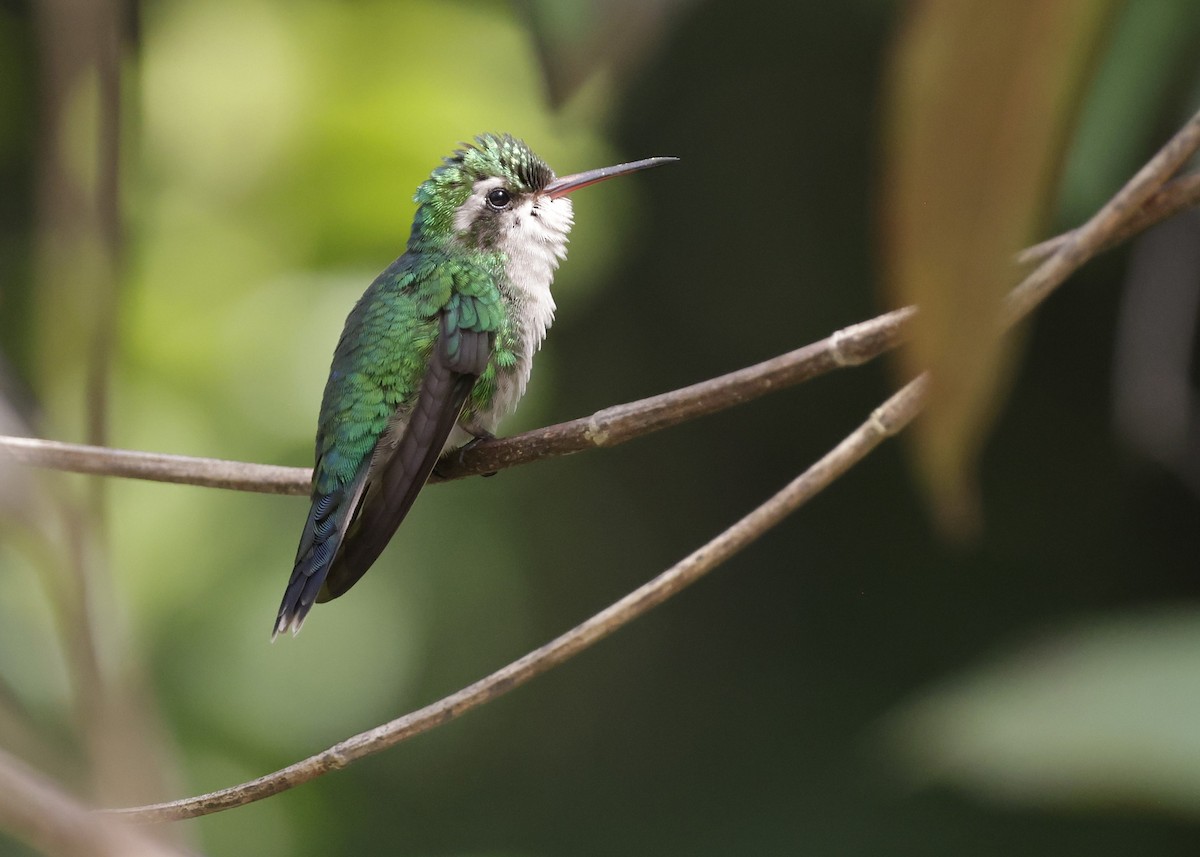 Émeraude de Cozumel - ML647131170