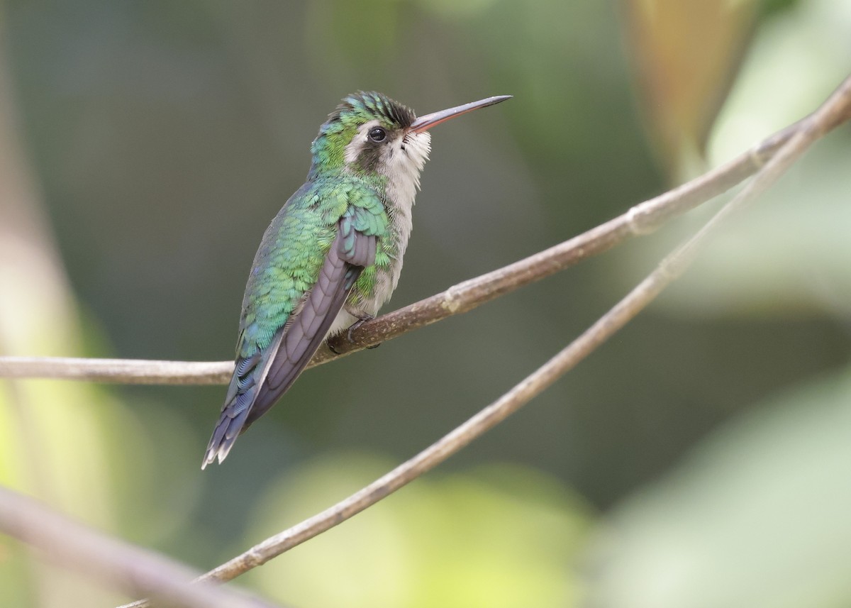 Émeraude de Cozumel - ML647131171
