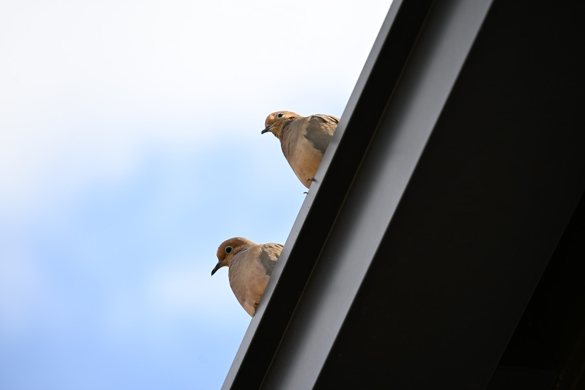 Mourning Dove - ML647131172