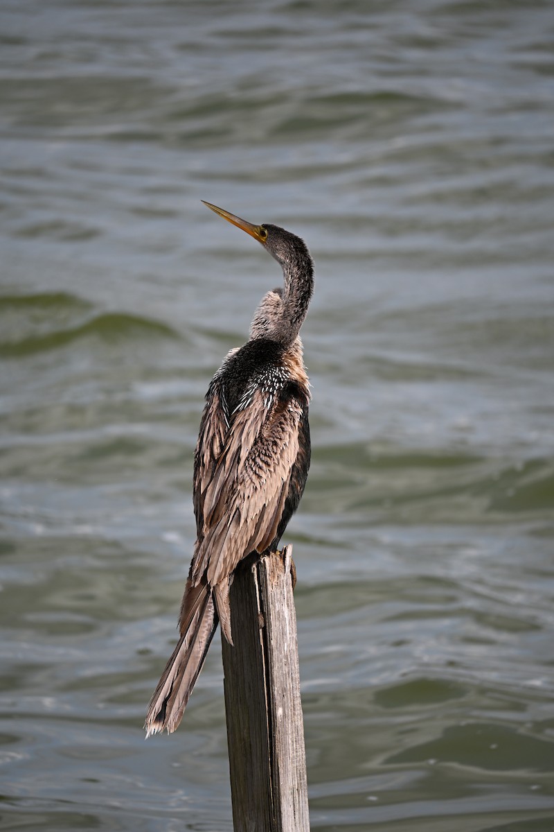 Anhinga - ML647131173