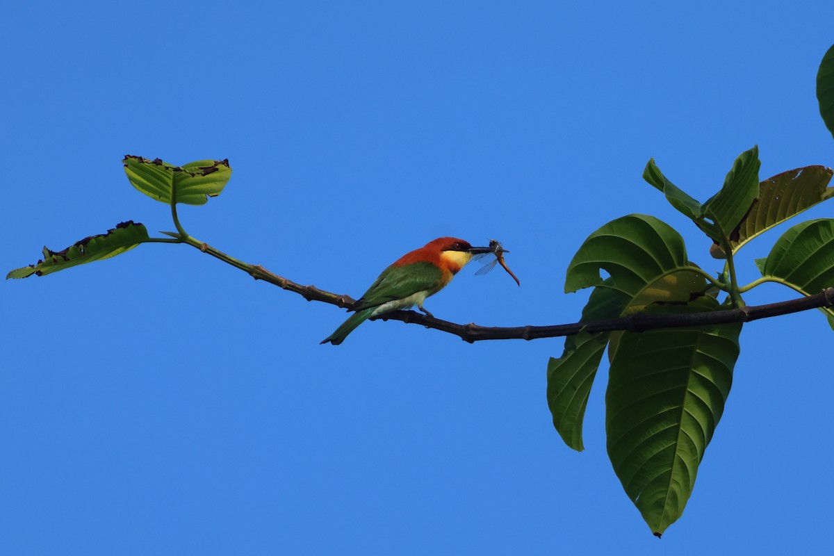 Chestnut-headed Bee-eater - ML647131179