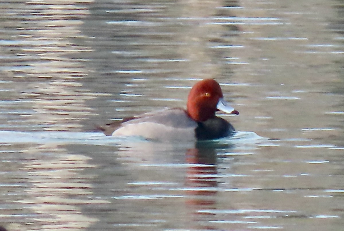 Porrón Americano - ML647131182