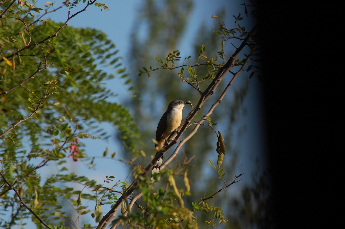 Галапагосская пиайя - ML647131192