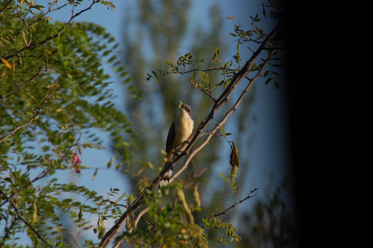 Галапагосская пиайя - ML647131193