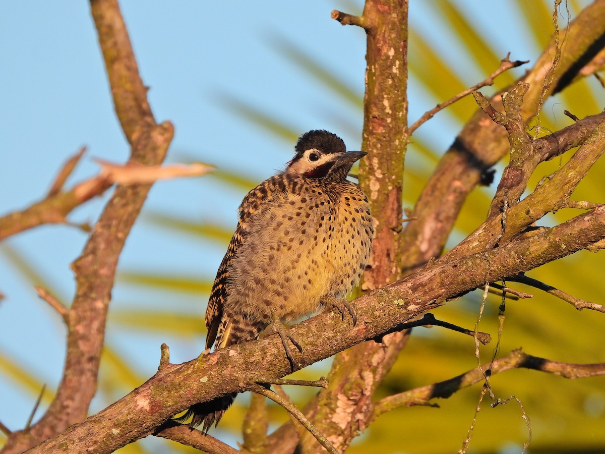 Декол плямистоволий - ML647131197