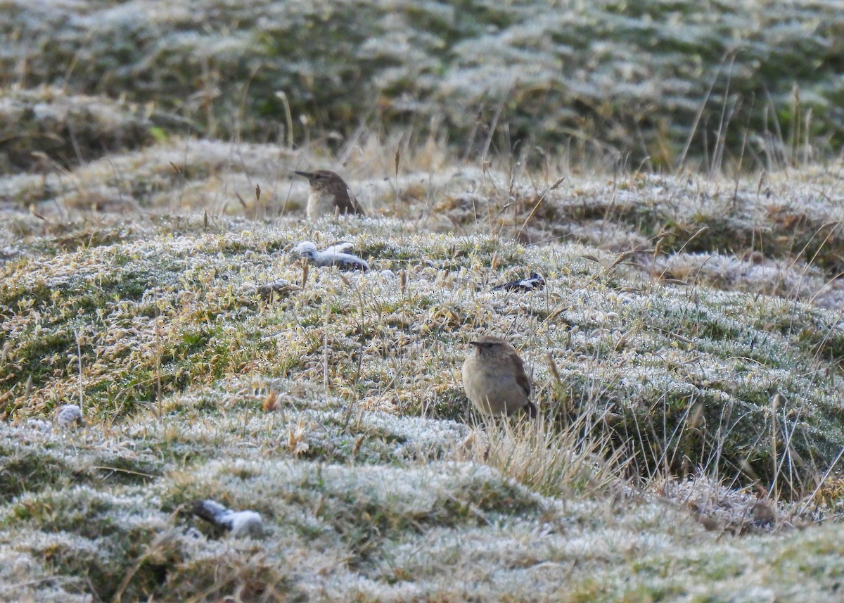 Cordilleran Canastero - ML647131198