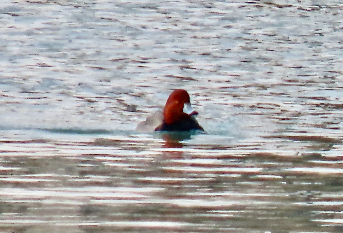 Porrón Americano - ML647131199