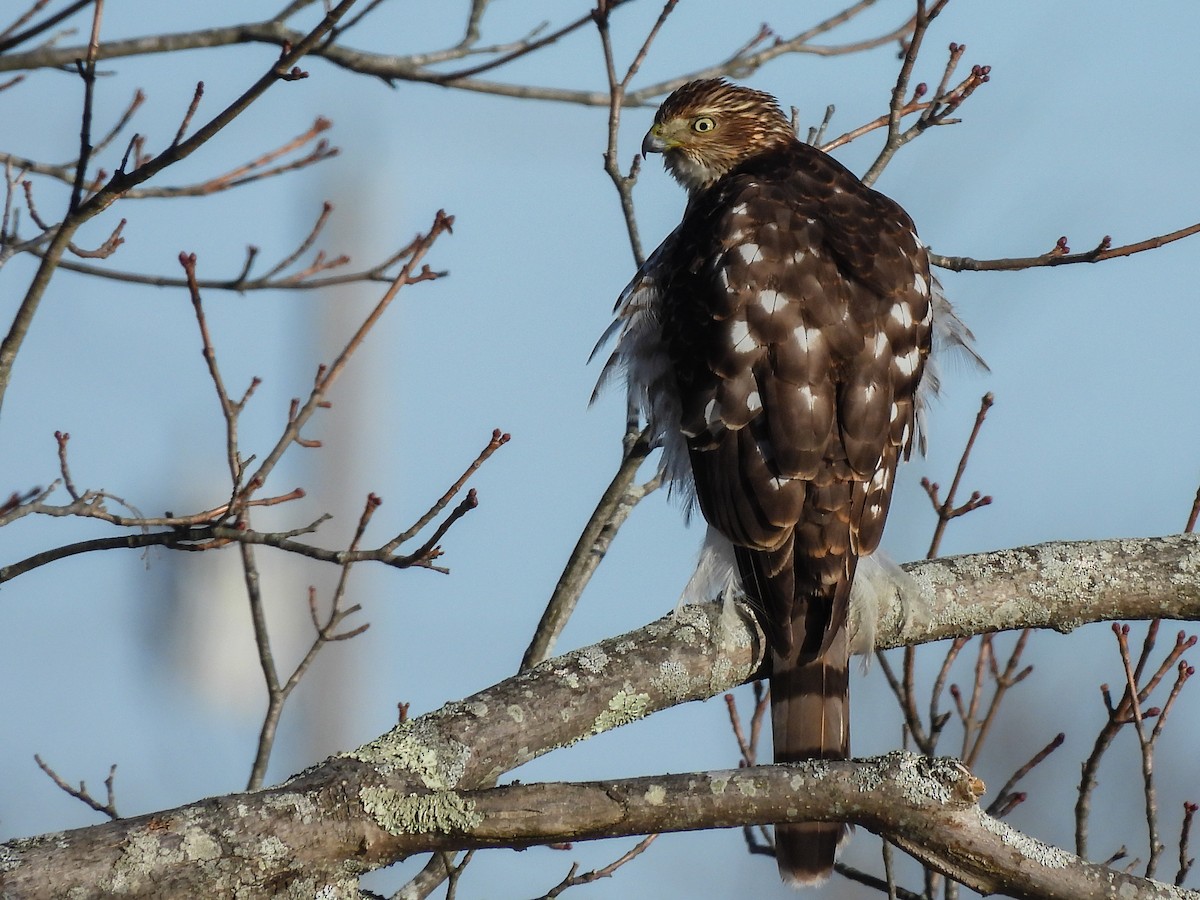 Cooper's Hawk - ML647131203