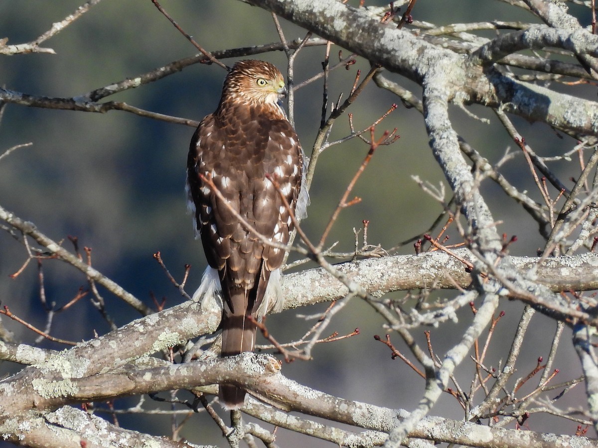 Cooper's Hawk - ML647131205