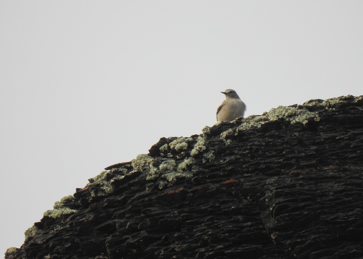 White-fronted Ground-Tyrant - ML647131208