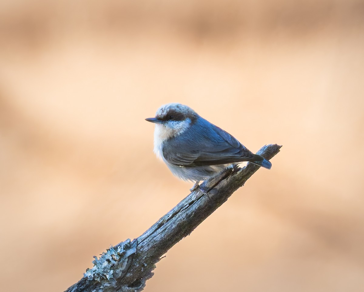 Brown-headed Nuthatch - ML647131218
