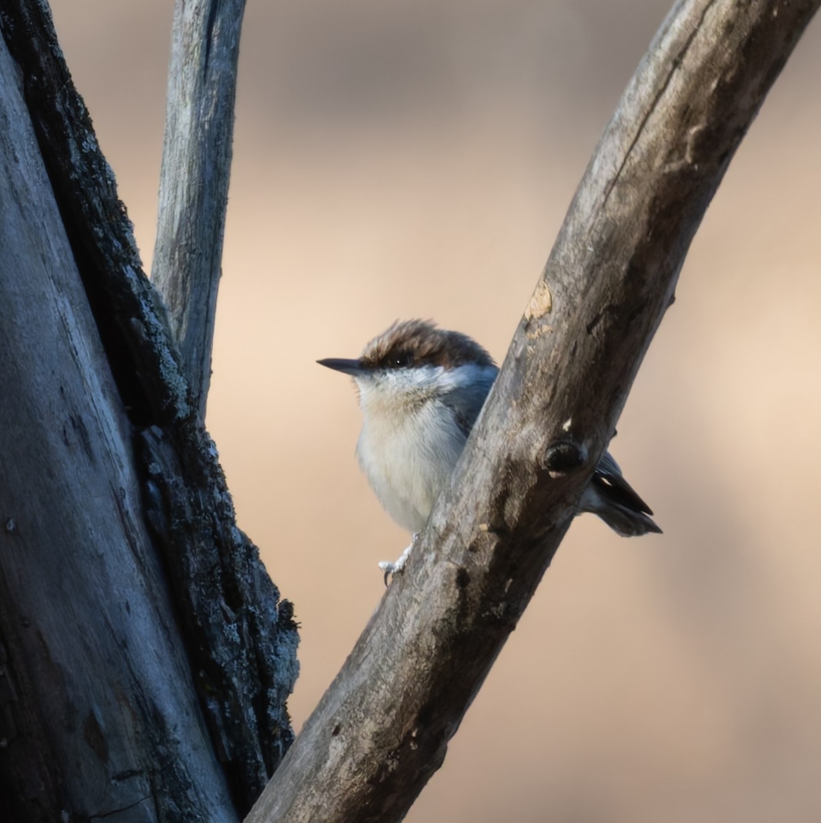 Brown-headed Nuthatch - ML647131219