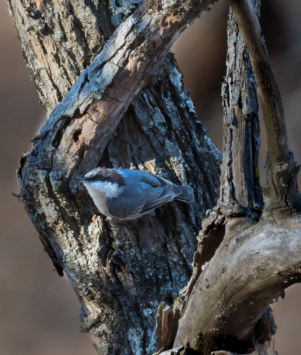 Brown-headed Nuthatch - ML647131220