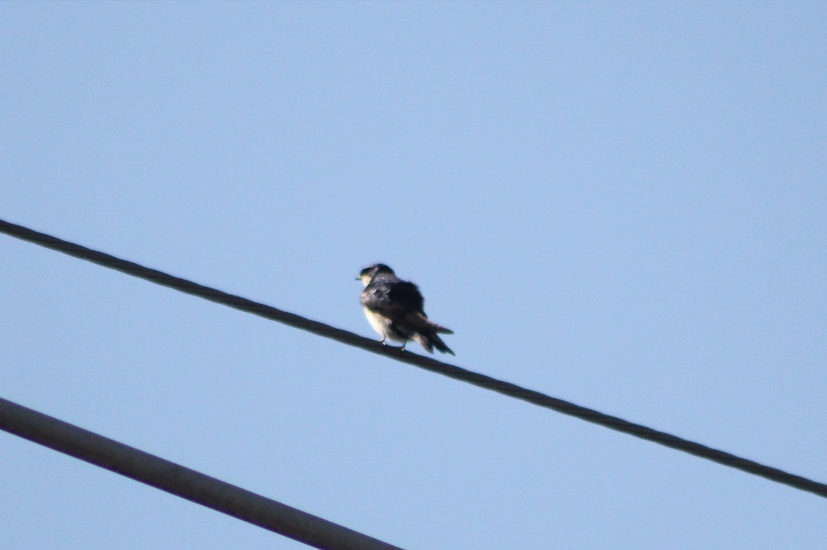 Blue-and-white Swallow - ML647131223