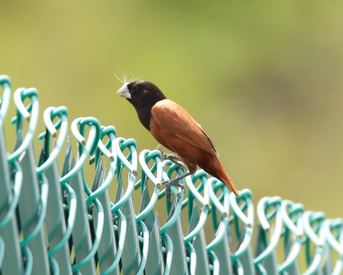 Kestane Rengi Munya - ML647131229