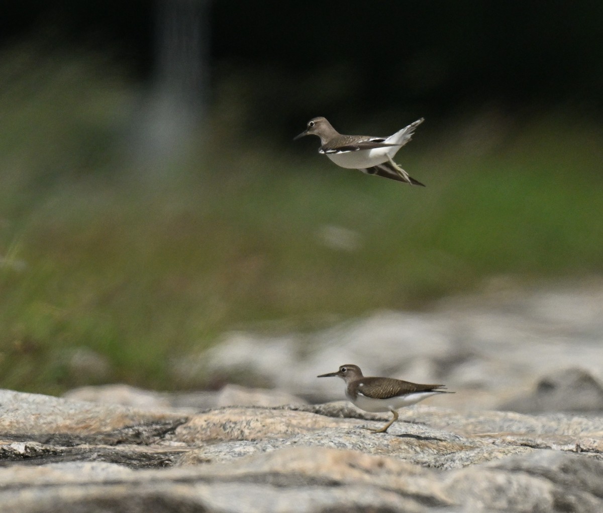 ביצנית לבנת-בטן - ML647131230