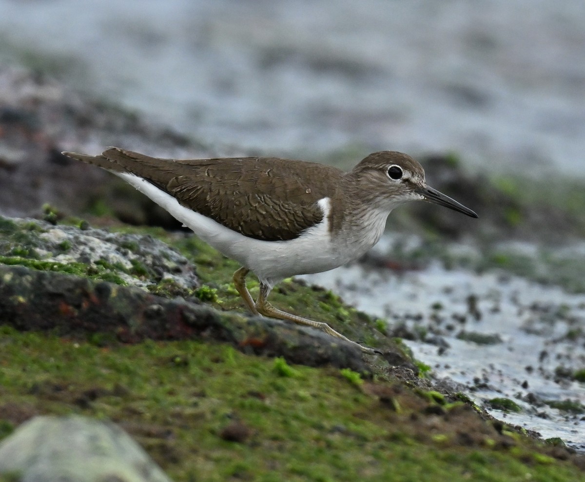 ביצנית לבנת-בטן - ML647131231
