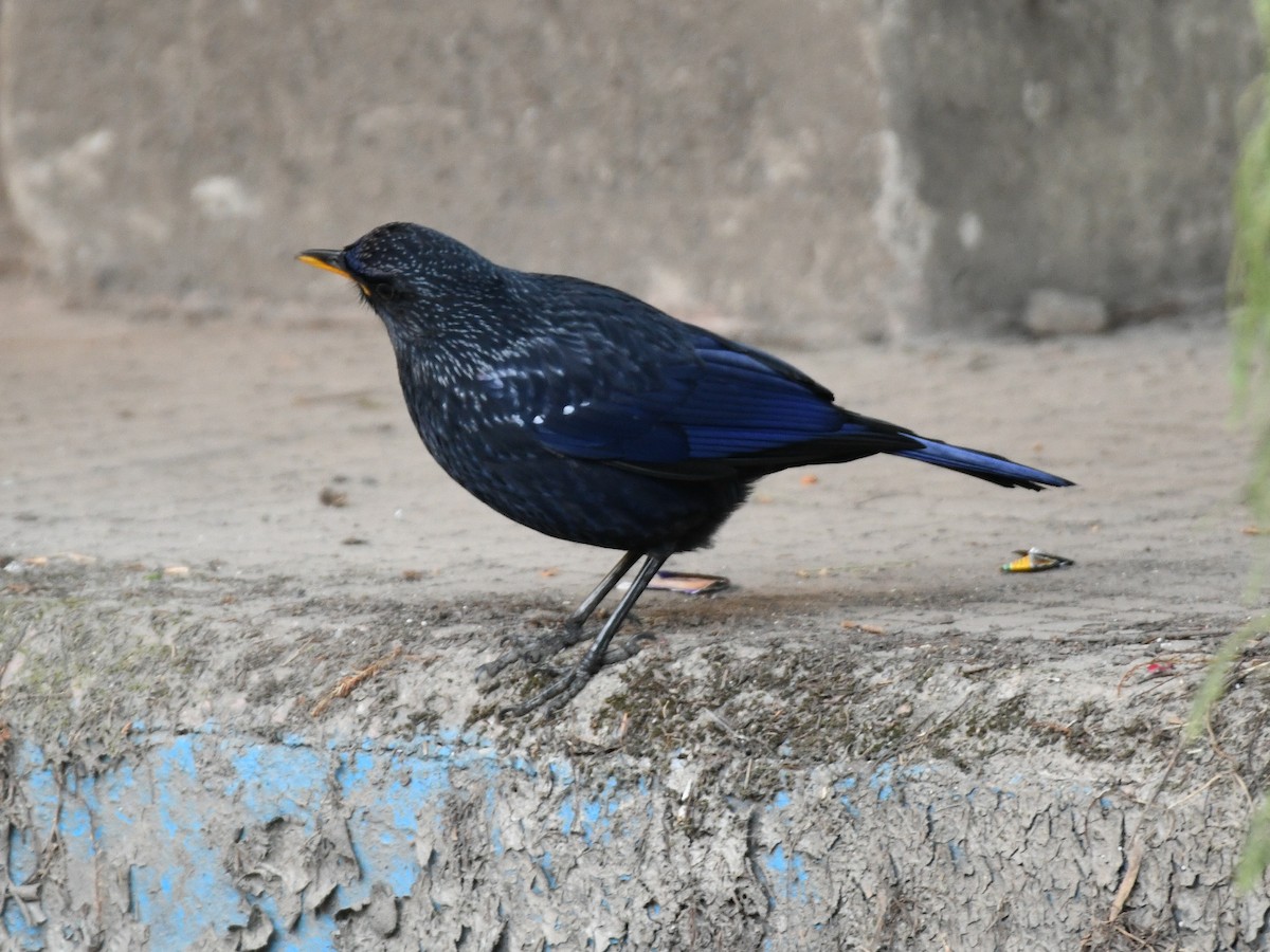 modravec siný - ML647131232